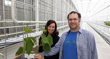 First cucumber plants planted at Serres Toundra, Canada